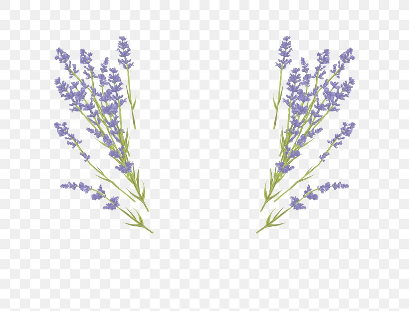 Vector Graphics Royalty-free Lavender Illustration Wedding Invitation, PNG, 624x625px, Royaltyfree, Buddleia, Common Sage, Delphinium, Depositphotos Download Free