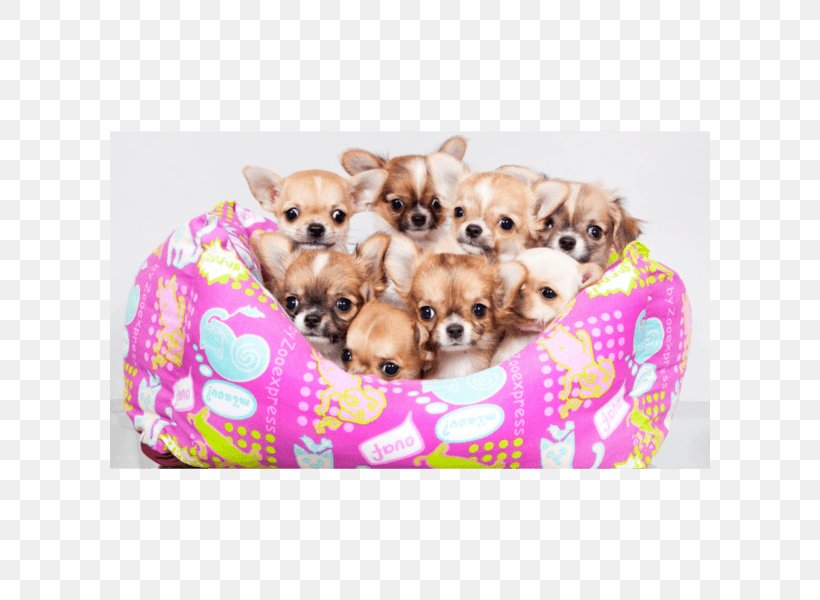 Chihuahua Puppy Maremma Sheepdog Pug Leonberger, PNG, 600x600px, Chihuahua, Breed, Carnivoran, Companion Dog, Cuteness Download Free