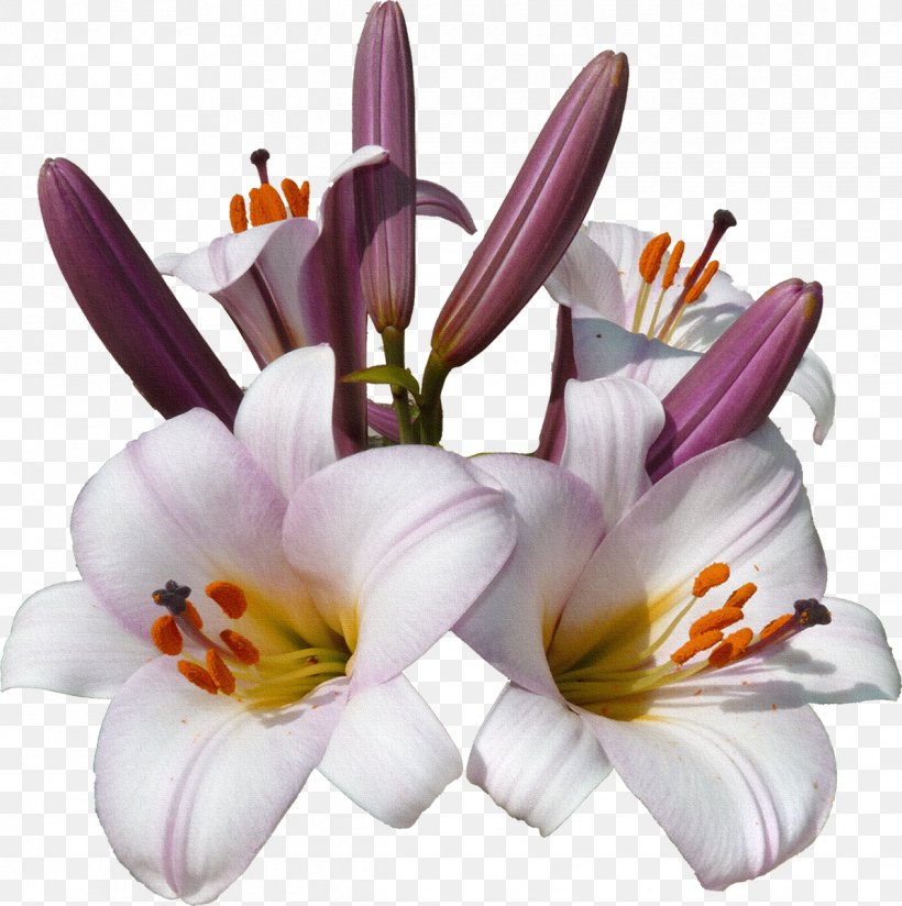Flower Lilium Blume, PNG, 1194x1200px, Flower, Blume, Color, Crocus, Cut Flowers Download Free