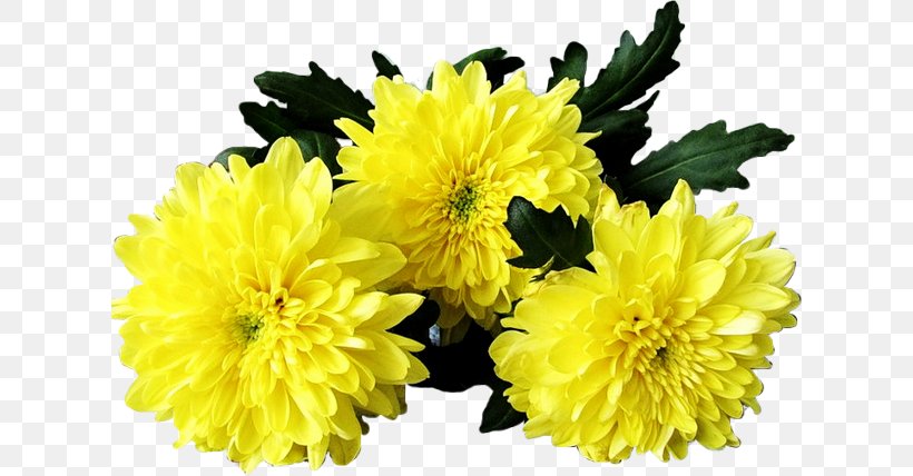Flower Chrysanthemum GIF Clip Art, PNG, 620x428px, Flower, Annual Plant, Aster, Autumn, Chrysanthemum Download Free