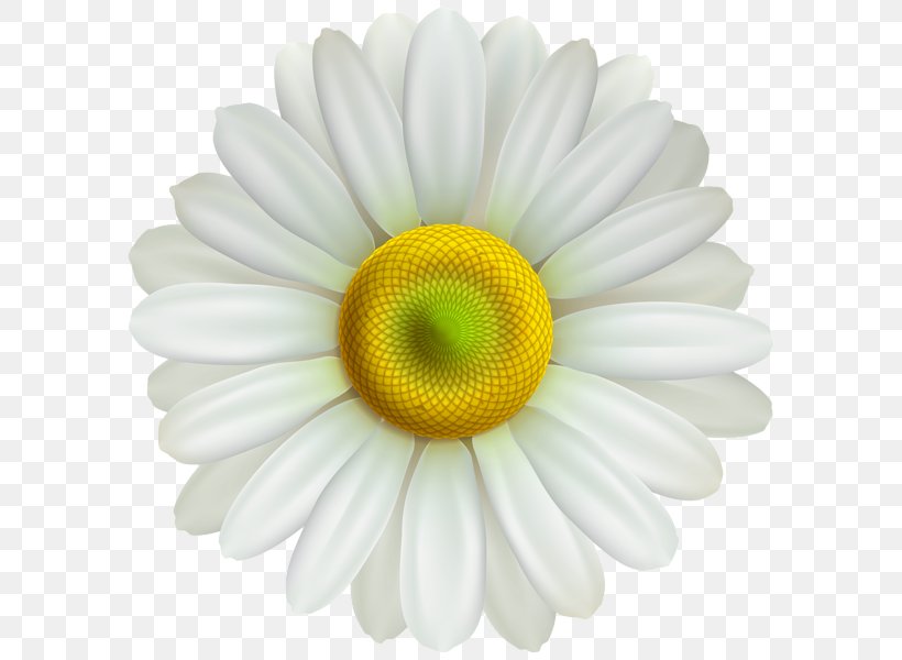 Clip Art Common Daisy Image Desktop Wallpaper, PNG, 600x600px, Common Daisy, Art, Artificial Flower, Aster, Asterales Download Free