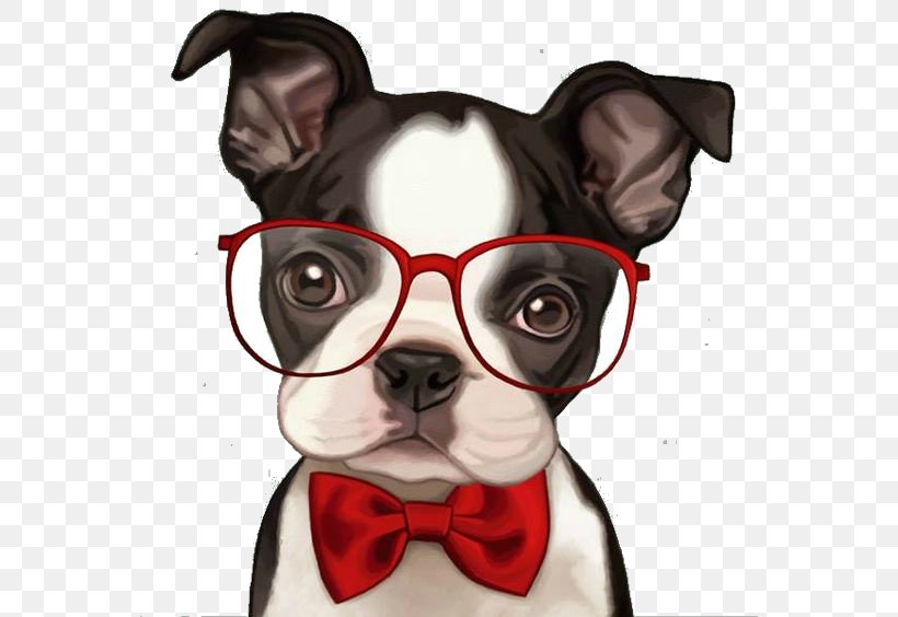 French Bulldog Boston Terrier Pug Puppy, PNG, 564x564px, French Bulldog, Bichon, Bichon Frise, Boston Terrier, Bulldog Download Free