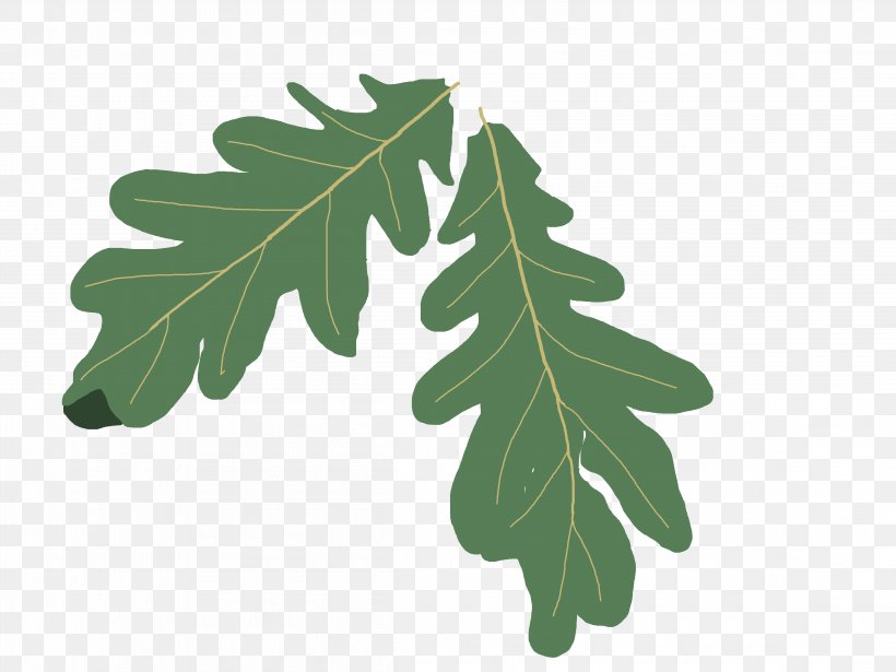 Quercus Coccinea English Oak Swamp Spanish Oak Clip Art, PNG, 4608x3456px, Quercus Coccinea, Acorn, Autumn Leaf Color, English Oak, Free Content Download Free