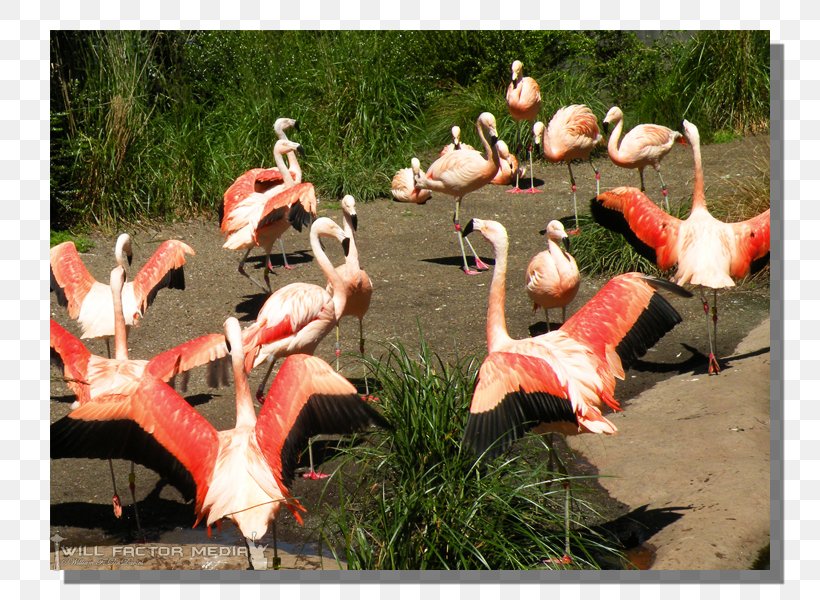 Vertebrate Water Bird Flamingo Recreation, PNG, 800x600px, Vertebrate, Animal, Bird, Flamingo, Recreation Download Free