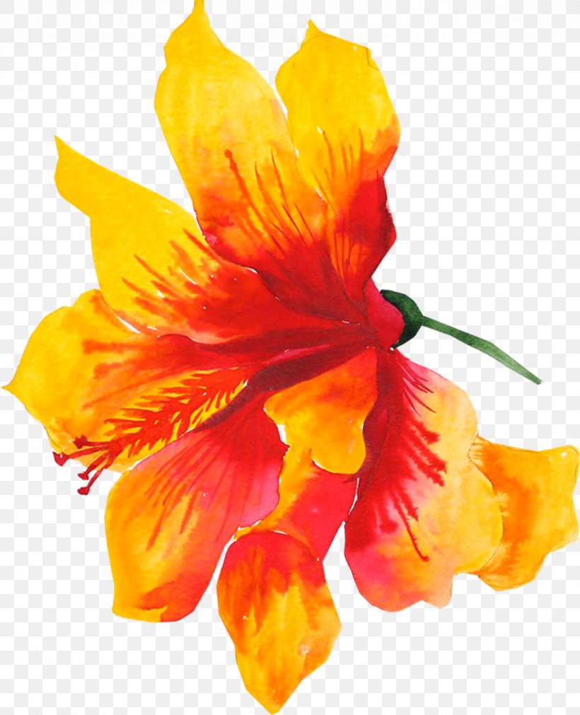 Flower Yellow Watercolor Painting Drawing, PNG, 1586x1957px, Flower, Alstroemeriaceae, Canna Family, Canna Lily, Cattleya Download Free