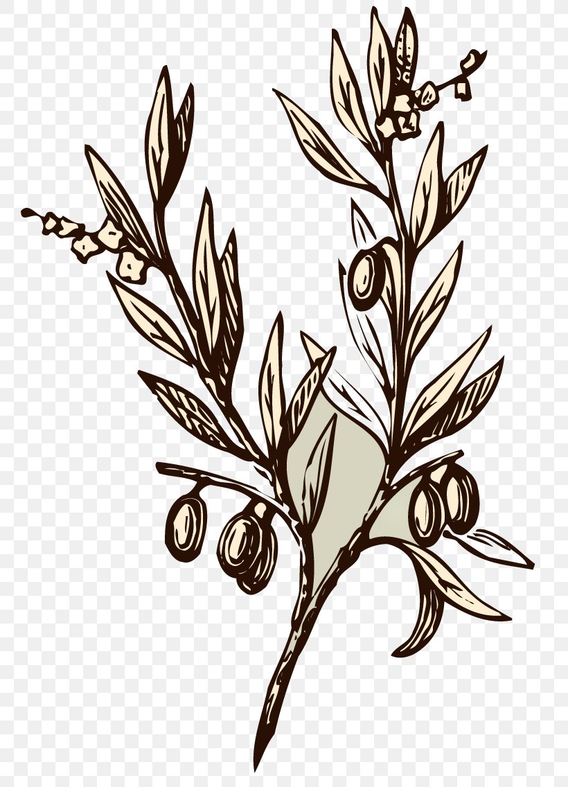 Olive Branch Drawing Symbol, PNG, 804x1136px, Olive Branch, Black And White, Branch, Commodity, Doves As Symbols Download Free