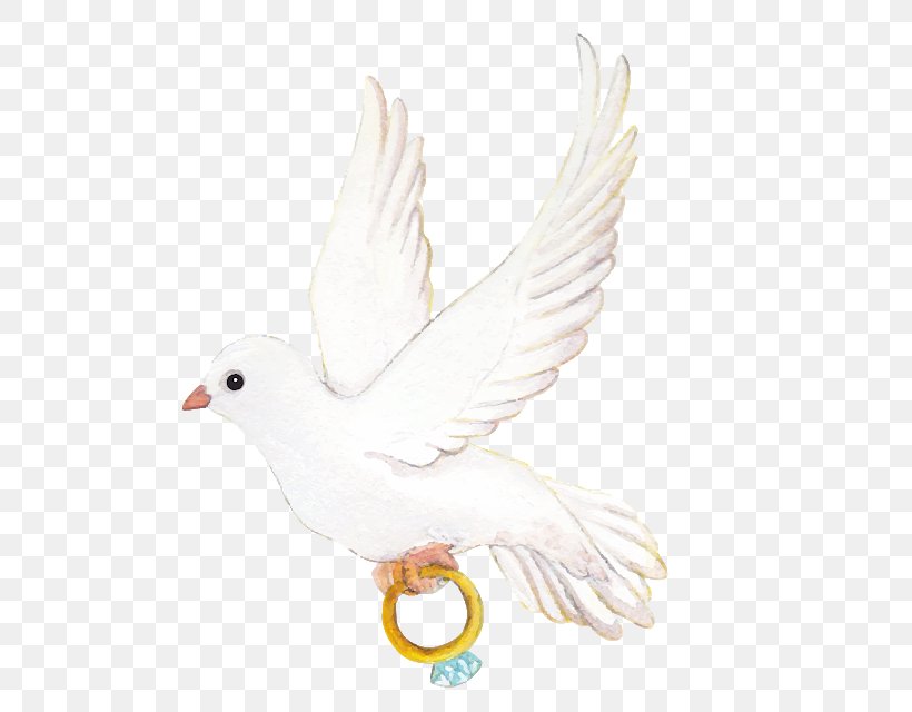 Pigeons And Doves Homing Pigeon Bird Wedding Ring, PNG, 640x640px, Pigeons And Doves, Beak, Bird, Bride, Domestic Pigeon Download Free