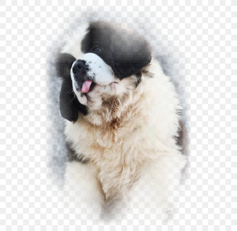 St. Bernard Puppy Siberian Husky Pyrenean Mastiff Newfoundland Dog, PNG, 534x800px, St Bernard, Animal, Boskapshund, Breed, Carnivoran Download Free