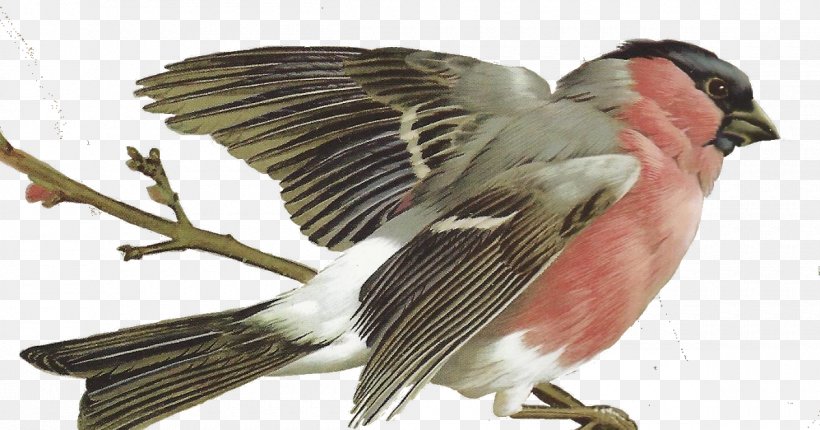 Bird Finch Passerine Beak Feather, PNG, 1200x630px, Bird, Beak, Fauna, Feather, Finch Download Free