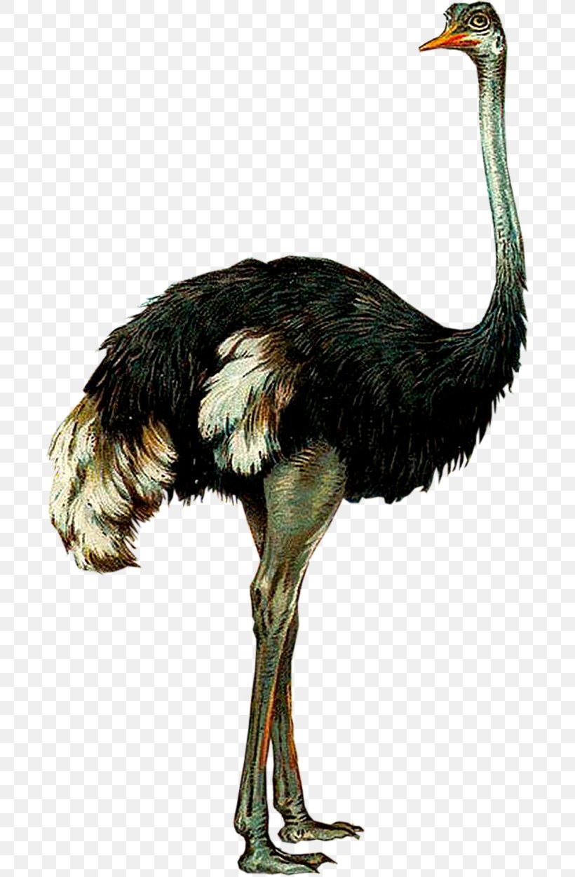 Common Ostrich Emu Bird Ratite, PNG, 693x1251px, Common Ostrich, Animal, Beak, Bird, Cassowary Download Free