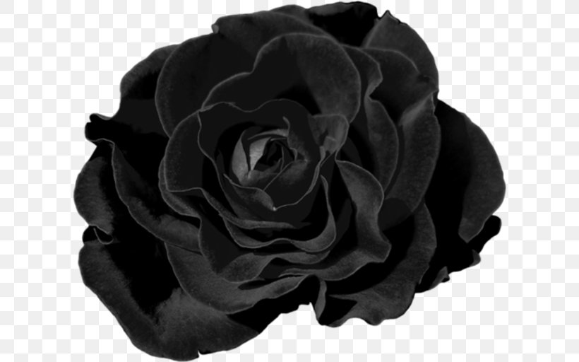 Garden Roses Cut Flowers Chomikuj.pl, PNG, 614x512px, Garden Roses, Black, Black And White, Black M, Chomikujpl Download Free