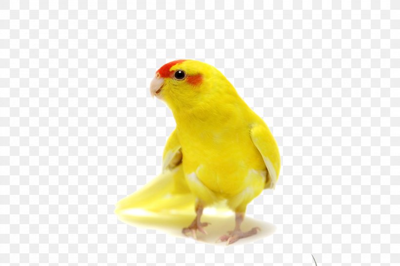 Parrot Bird Icon, PNG, 2100x1400px, Parrot, Beak, Bird, Common Pet Parakeet, Fauna Download Free