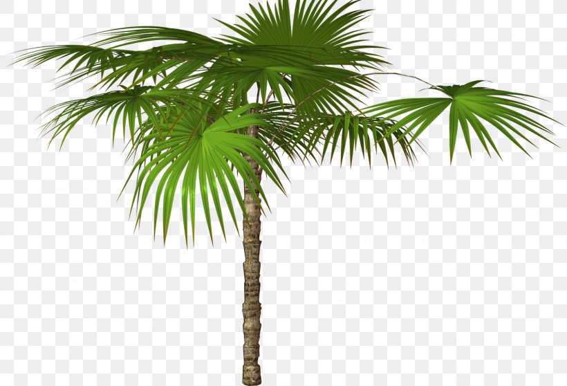 Arecaceae Tree Image Resolution Clip Art, PNG, 1600x1089px, Arecaceae, Arecales, Borassus Flabellifer, Coconut, Date Palm Download Free