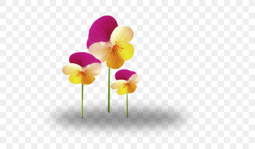 Cut Flowers Tulip Plant Desktop Wallpaper, PNG, 580x479px, Flower, Coreldraw, Cut Flowers, Flowering Plant, Magenta Download Free