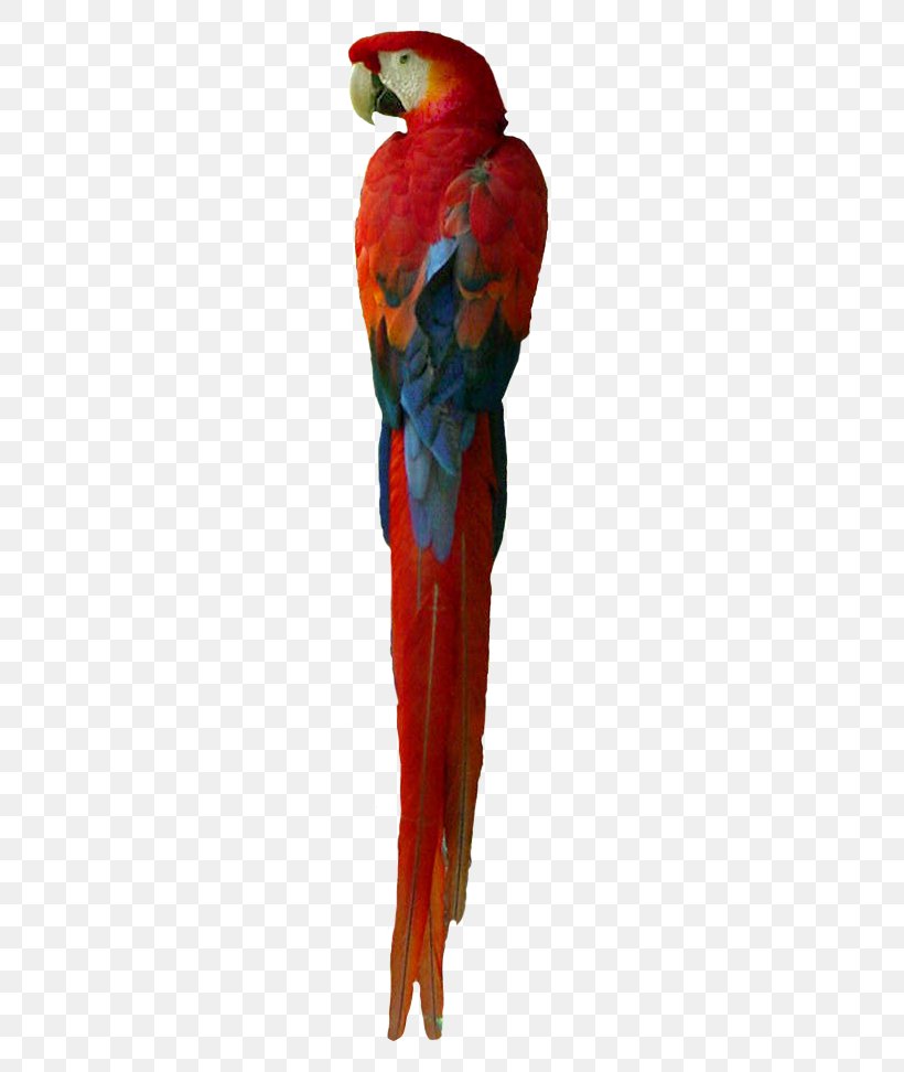 Macaw Loriini Parakeet Feather Beak, PNG, 390x972px, Macaw, Beak, Bird, Common Pet Parakeet, Feather Download Free