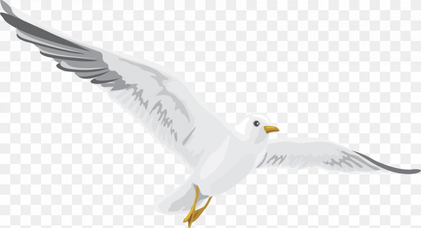 European Herring Gull Bird Of Prey Gulls Beak, PNG, 1667x905px, European Herring Gull, American Herring Gull, Beak, Bird, Bird Of Prey Download Free