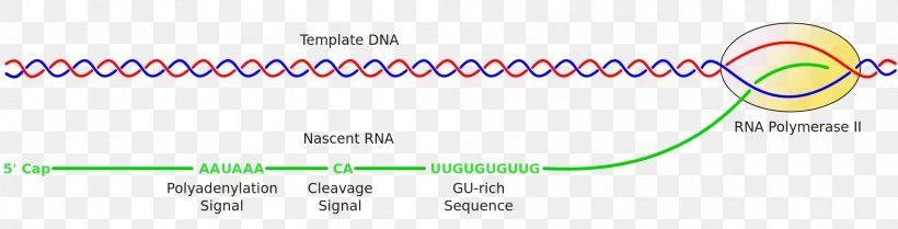 Line Post-transcriptional Modification Technology Angle Font, PNG, 2000x511px, Posttranscriptional Modification, Area, Blue, Brand, Diagram Download Free