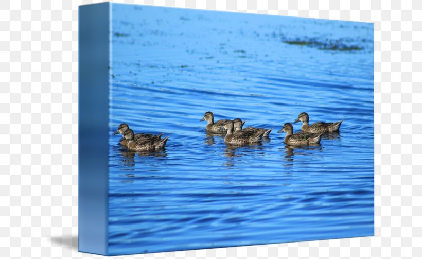 Mallard Goose Duck Teal Fauna, PNG, 650x503px, Mallard, Bird, Duck, Ducks Geese And Swans, Fauna Download Free