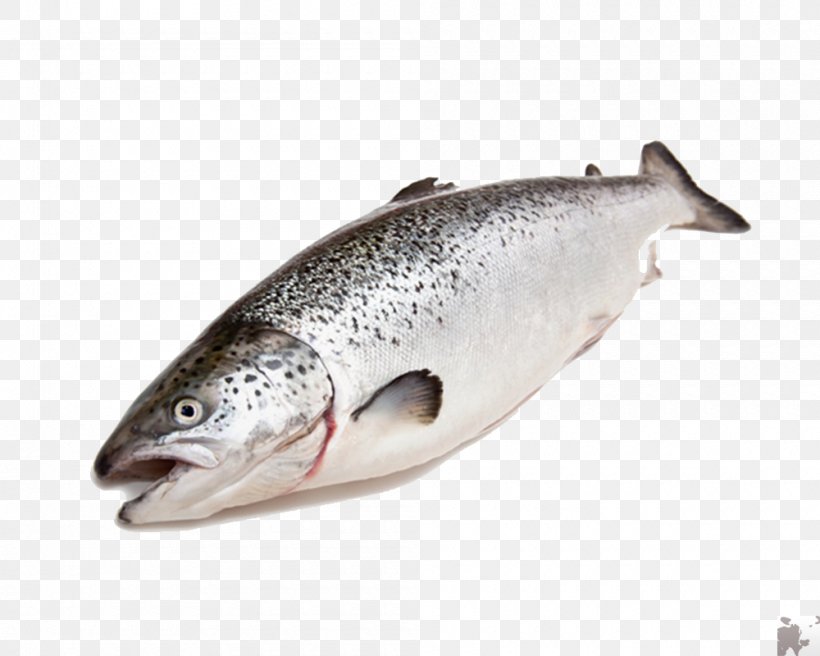 Coho Salmon Fish Trout Food, PNG, 1000x800px, Coho Salmon, Barramundi, Bonito, Bony Fish, Capelin Download Free
