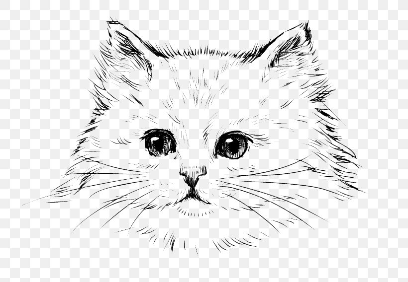 Persian Cat Kitten Drawing Black Cat, PNG, 800x568px, Persian Cat, Artwork, Black, Black And White, Black Cat Download Free