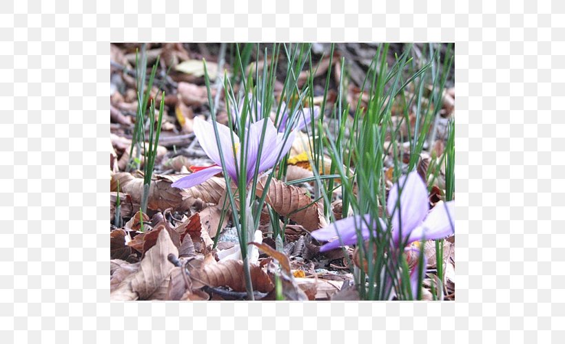 Crocus Flowering Bulbs Alt Attribute Terra Ceia Farms Plant, PNG, 500x500px, Crocus, Alt Attribute, Email, Facebook, Facebook Inc Download Free