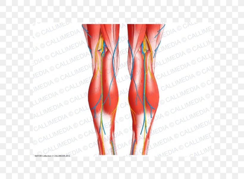 Knee Tendon Human Body Human Anatomy, PNG, 600x600px, Watercolor, Cartoon, Flower, Frame, Heart Download Free