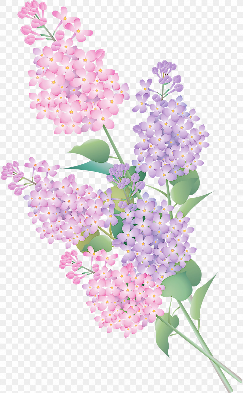 Lavender, PNG, 1853x2999px, Flower, Buddleia, Cut Flowers, Lavender ...