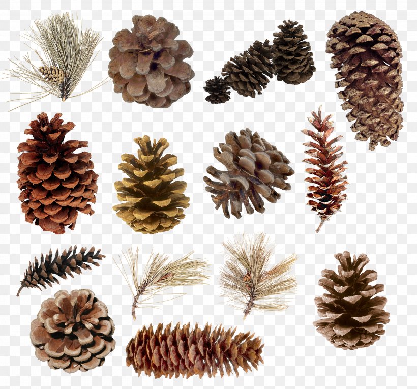Pine Conifer Cone Spruce Cedar Juniper, PNG, 2500x2333px, Spruce, Cedar, Conifer, Conifer Cone, Conifers Download Free