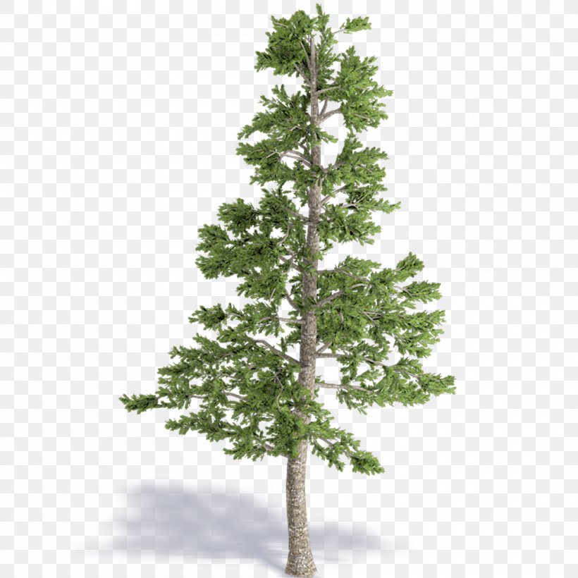 Spruce Pine Fir Larch Christmas Tree, PNG, 1000x1000px, Spruce, Branch, Christmas Day, Christmas Tree, Conifer Download Free