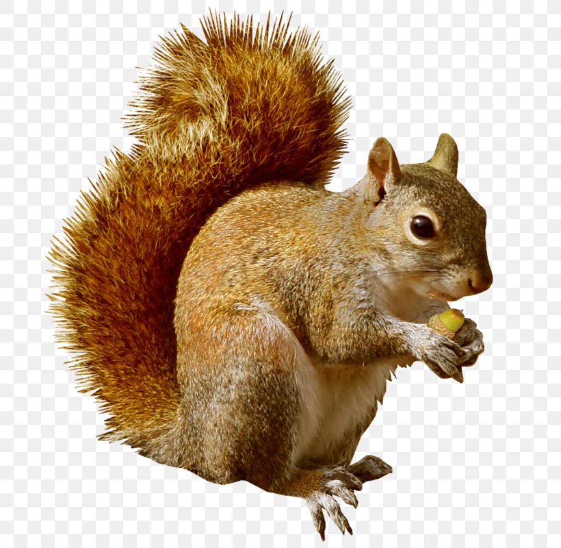 Squirrel Rodent Chipmunk Clip Art, PNG, 800x800px, Squirrel, Chipmunk, Copyright, Cuteness, Fauna Download Free