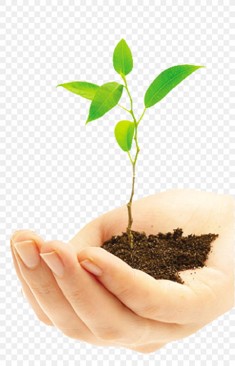 Stock Photography Plants Royalty-free Image, PNG, 1290x2014px, Stock Photography, Featurepics, Flowerpot, Microstock Photography, Photography Download Free