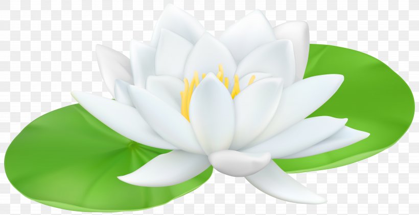 Water Lily Nelumbo Nucifera Lilium Clip Art, PNG, 6000x3095px, Water Lily, Aquatic Plant, Flower, Flowering Plant, Green Download Free