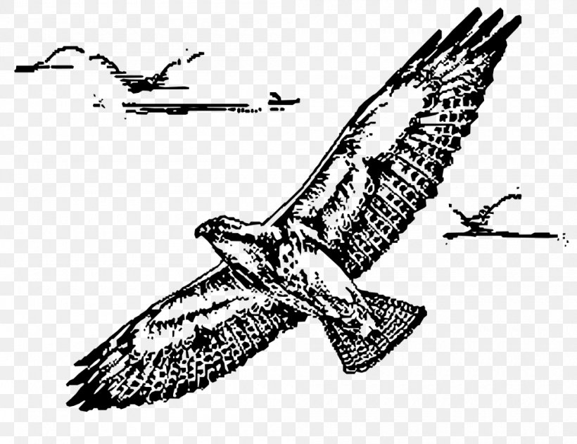 Bird Of Prey Swainson's Hawk Clip Art, PNG, 1000x770px, Bird, Accipitriformes, Art, Artwork, Beak Download Free