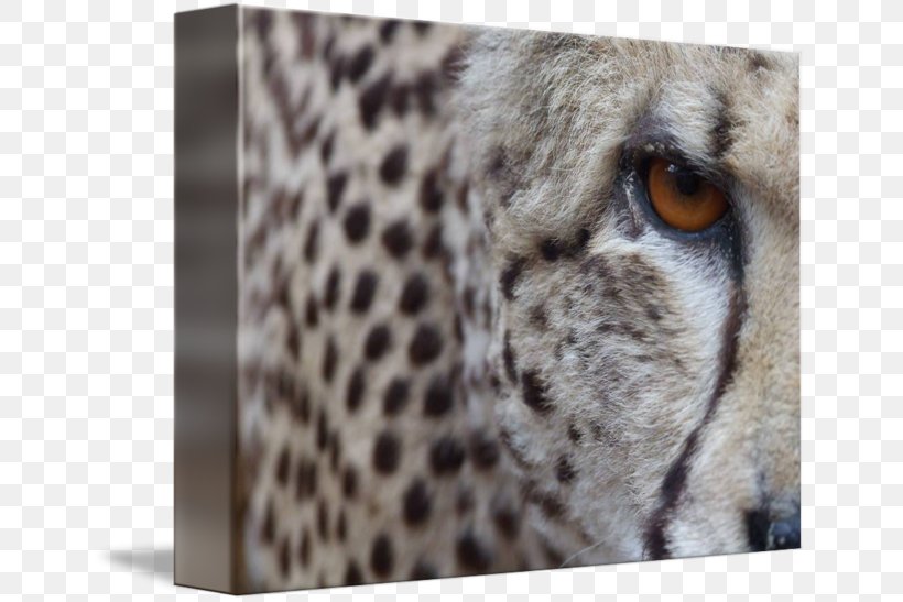 Cheetah Cat Mammal Whiskers Carnivora, PNG, 650x547px, Cheetah, Animal, Big Cat, Big Cats, Carnivora Download Free