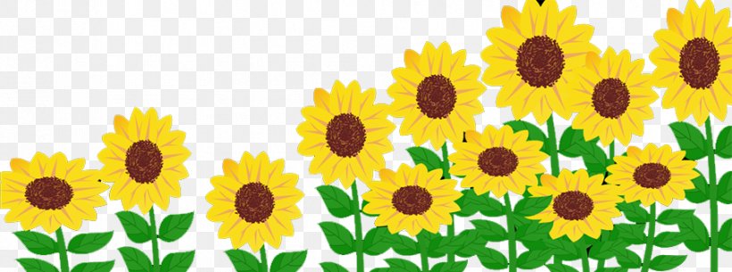 Common Sunflower Solar Energy Generating Systems Solar Power, PNG, 906x337px, Common Sunflower, Adobe Flash Player, Daisy Family, Electricity, Electricity Generation Download Free