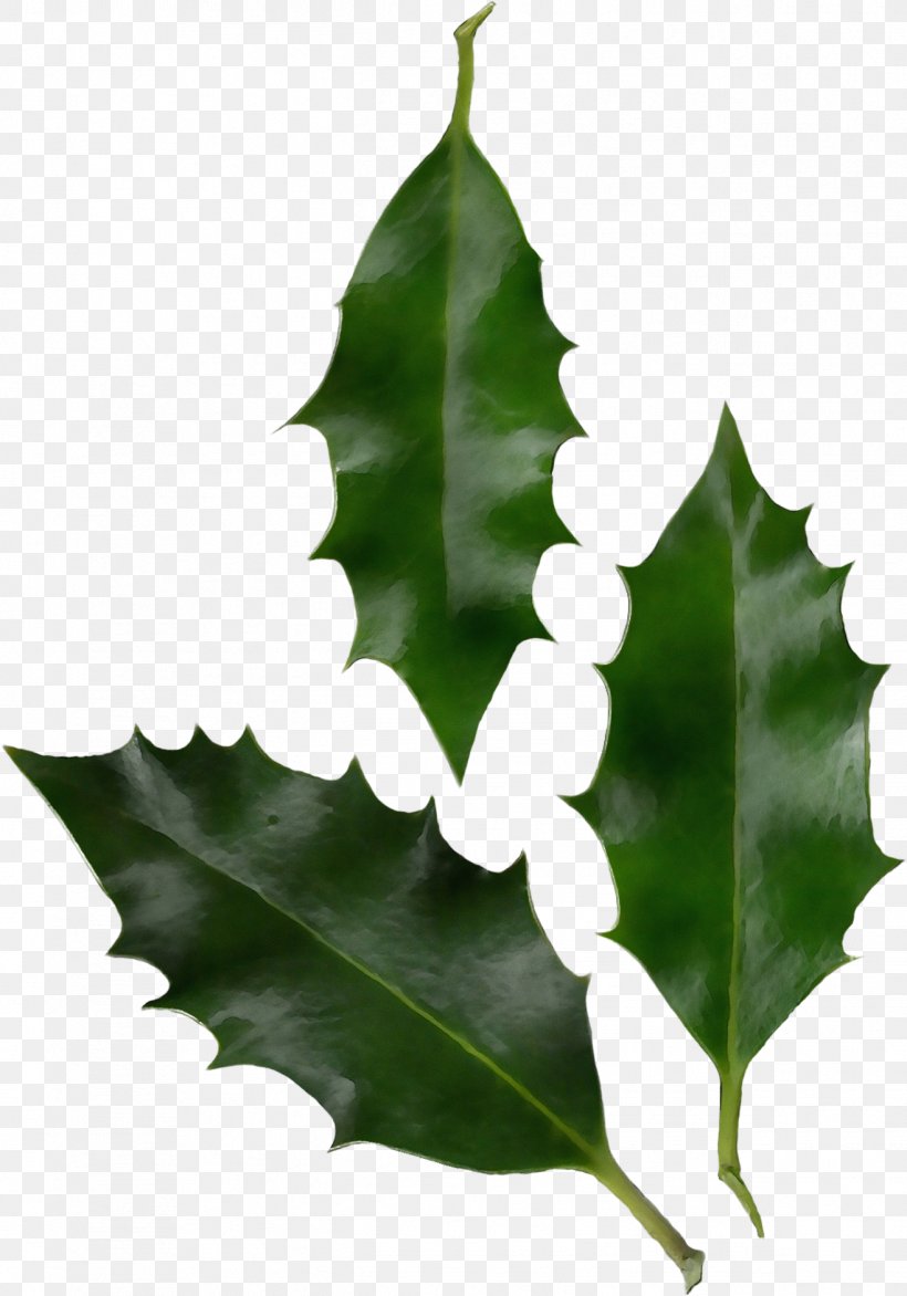 Oak Tree Leaf, PNG, 1316x1881px, Common Holly, American Holly, Aquifoliaceae, Aquifoliales, Black Oak Download Free