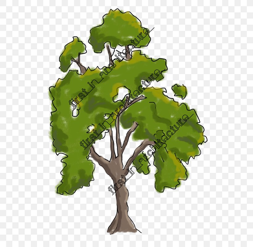 Branch Drawing Tree Sketch, PNG, 589x800px, Branch, Architecture, Drawing, Forest, Houseplant Download Free