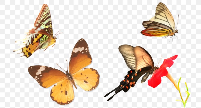 Brush-footed Butterflies Butterfly Gossamer-winged Butterflies Moth, PNG, 740x444px, Brushfooted Butterflies, Arthropod, Borboleta, Brush Footed Butterfly, Butterfly Download Free
