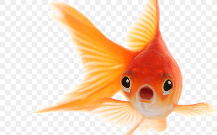 Goldfish Image Clip Art, PNG, 1720x1076px, Goldfish, Aquarium, Bony Fish, Fin, Fish Download Free