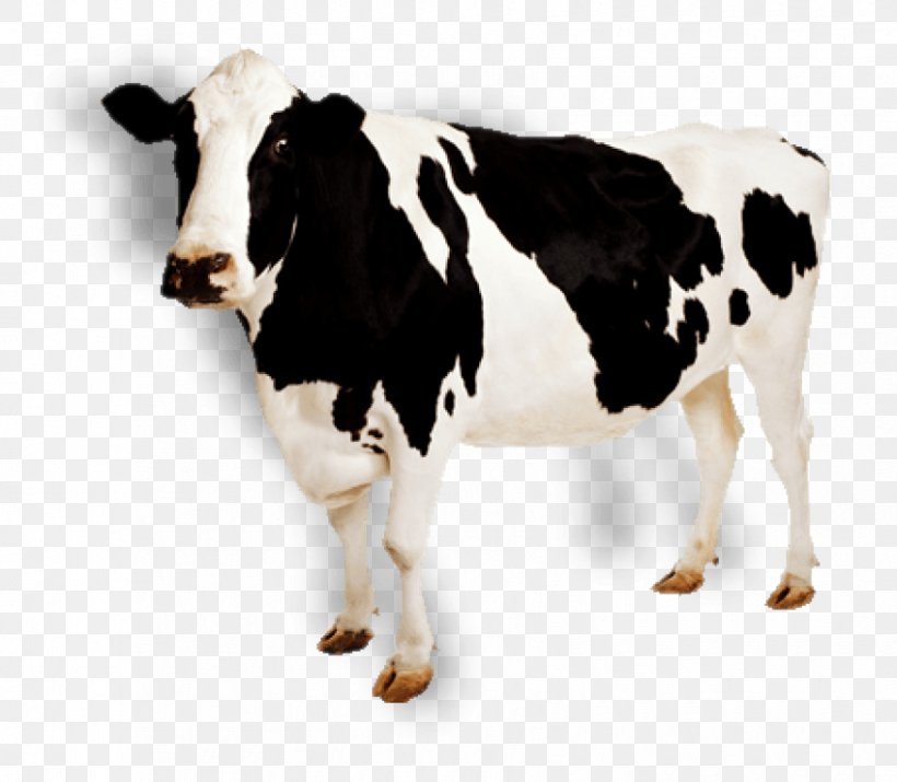 Holstein Friesian Cattle Jersey Cattle Simmental Cattle Dairy Cattle, PNG, 850x742px, Holstein Friesian Cattle, Calf, Cattle, Cattle Like Mammal, Cow Goat Family Download Free