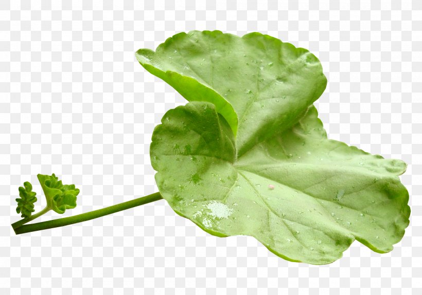 Leaf Vegetable Herb Clip Art, PNG, 2000x1400px, Leaf, Annual Plant, Cosmetics, Herb, Leaf Vegetable Download Free