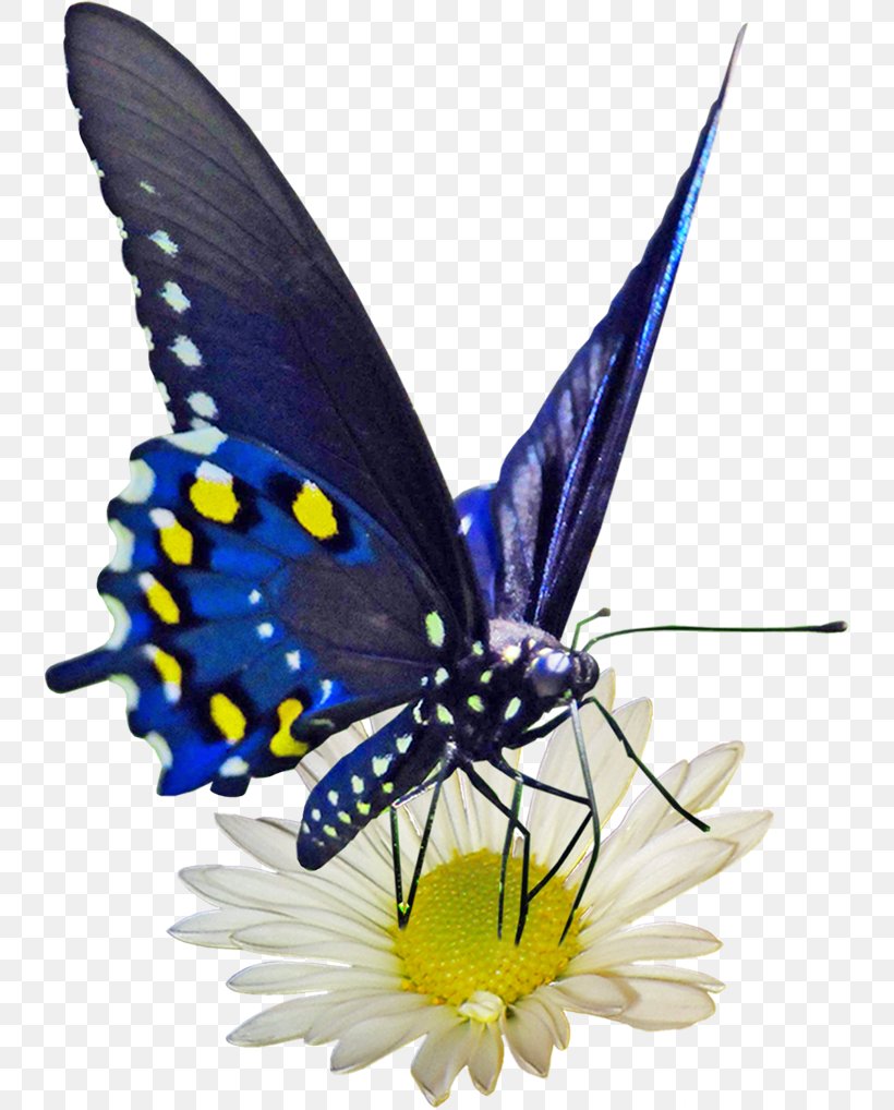 Monarch Butterfly Gossamer-winged Butterflies Butterflies And Moths, PNG, 738x1018px, Monarch Butterfly, Animaatio, Arthropod, Brush Footed Butterfly, Brushfooted Butterflies Download Free