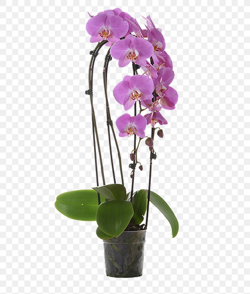 Phalaenopsis Equestris Cut Flowers Crimson Cattleya Orchids Dendrobium, PNG, 737x964px, Phalaenopsis Equestris, Cattleya, Cattleya Labiata, Cattleya Orchids, Crimson Cattleya Download Free