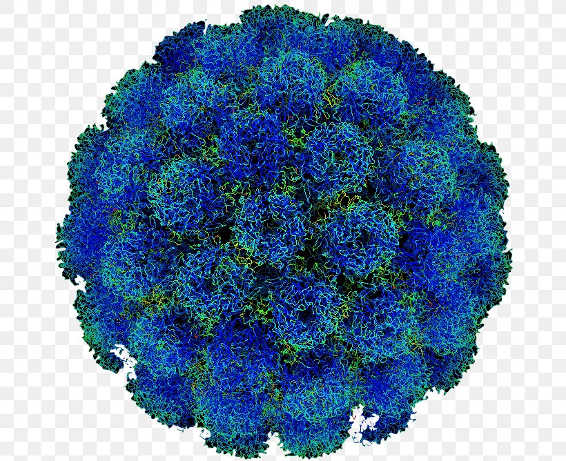 Poliomyelitis Poliovirus Disease Human Papillomavirus Infection, PNG, 675x668px, Poliomyelitis, Blue, Cobalt Blue, Disease, Electric Blue Download Free