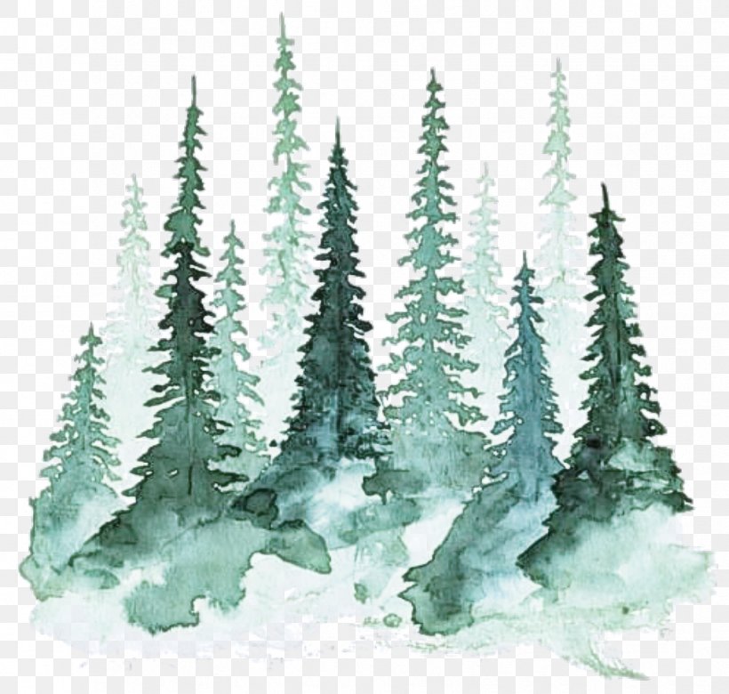 Shortleaf Black Spruce Tree Plant Colorado Spruce Biome, PNG, 1018x969px, Shortleaf Black Spruce, American Larch, Balsam Fir, Biome, Colorado Spruce Download Free