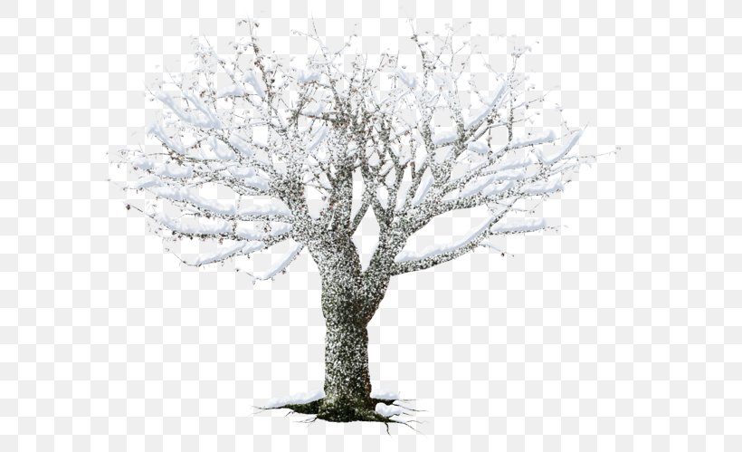 White, PNG, 600x499px, White, Black And White, Branch, Plant, Tree Download Free