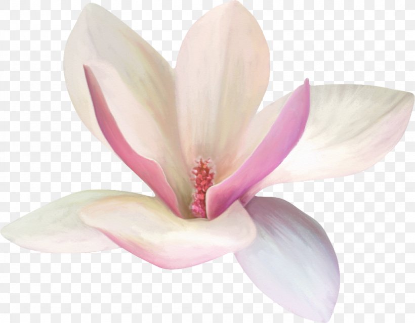 Yulan Magnolia White Flower, PNG, 1024x799px, Yulan Magnolia, Color, Flower, Flowering Plant, Gratis Download Free