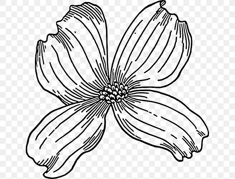 Flowering Dogwood Drawing Clip Art, PNG, 640x623px, Flowering Dogwood, Art, Artwork, Black And White, Cut Flowers Download Free
