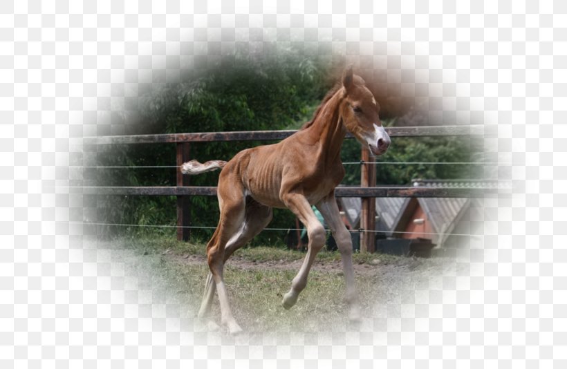 Mare Foal Mustang Stallion Colt, PNG, 800x534px, Mare, Bridle, Colt, Dog Harness, Foal Download Free