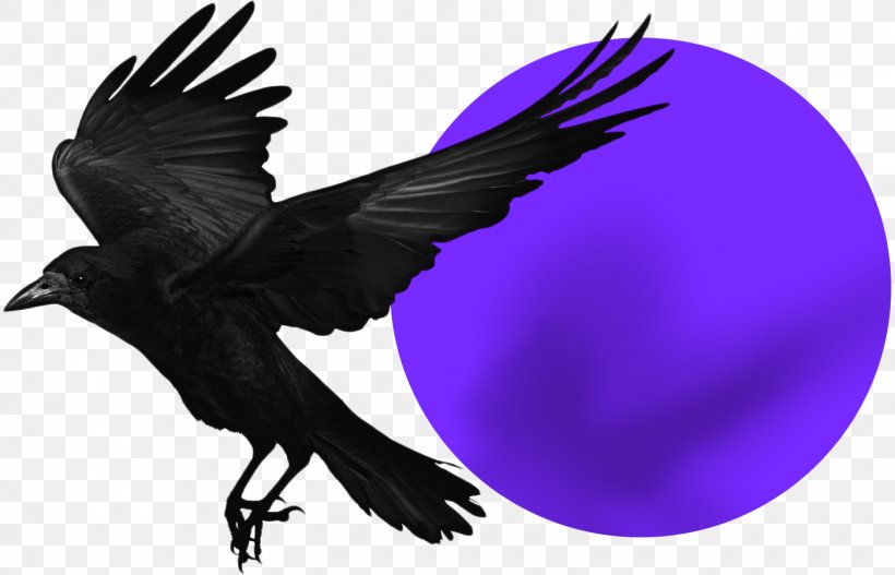 Rook American Crow Bird Common Raven Stock Photography, PNG, 1400x900px, Rook, American Crow, Beak, Bird, Carrion Crow Download Free